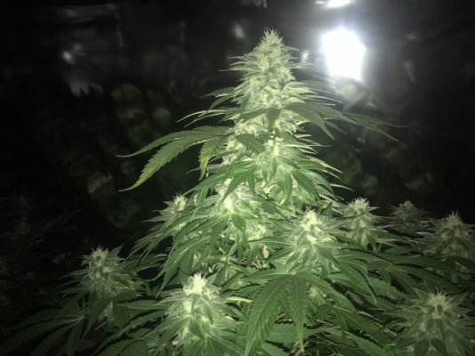 Stardawg ⭐️