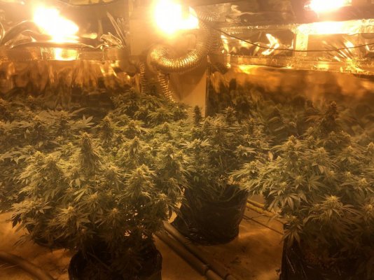 Stardawg ⭐️