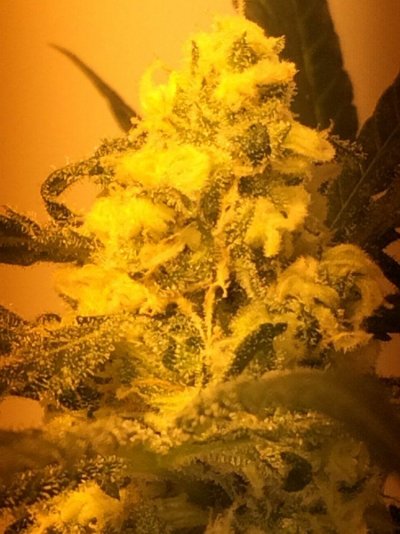 Let's See Your Frostiest Flowers