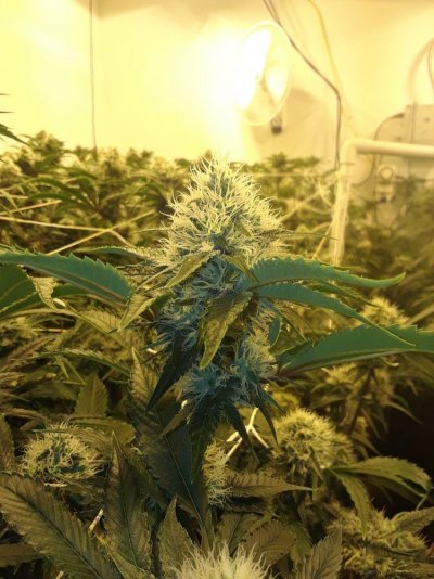 3 Per Light ... Who's Hitting It?