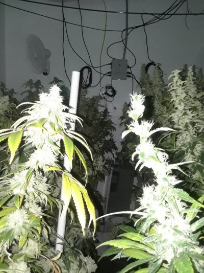 3 Per Light ... Who's Hitting It?