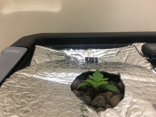 First Time Grower Eager To Learn And Listen