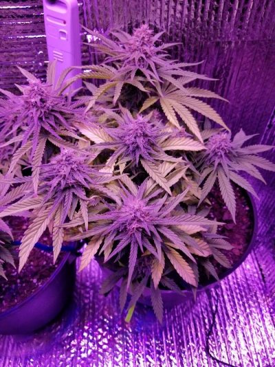 Lucy flower day 38 (2) - Copy.jpg