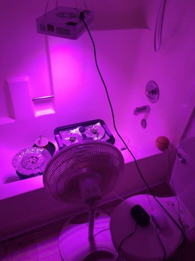 Light For Flower ?