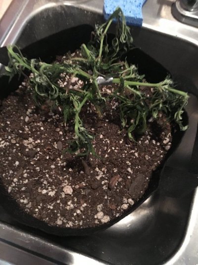 fml--help-with-withered-plat-2.jpeg