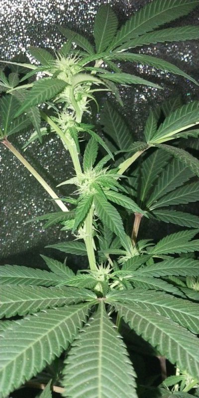 Auto Flower Grow Advice