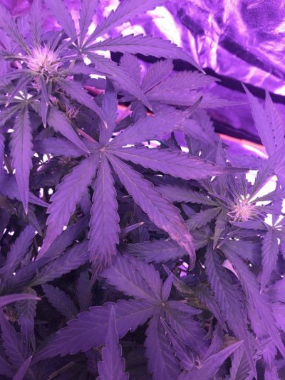 7 Days Later Update My Amnesia Auto Xxl