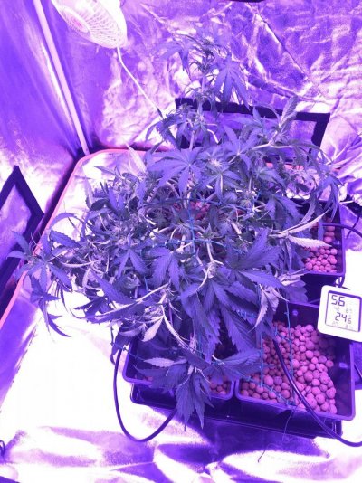 7 Days Later Update My Amnesia Auto Xxl