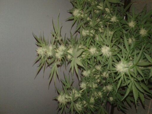 Pruning