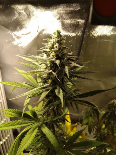 How To Keep A Male Plant And Options Other Than Tossing