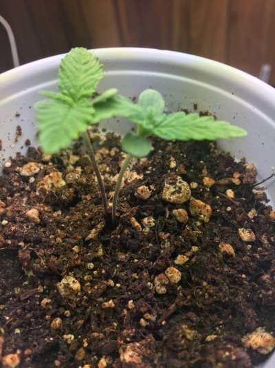 Outdoor Supersoil