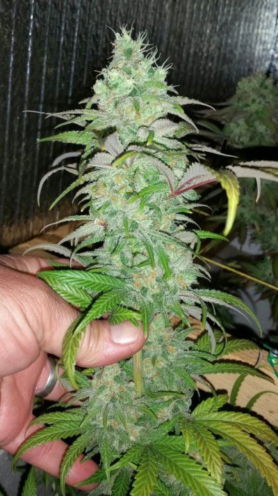 Dankden Support Group Cgo (collaborated Growop)