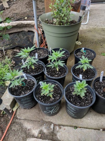 pnw-outdoor-grow-2018.jpg