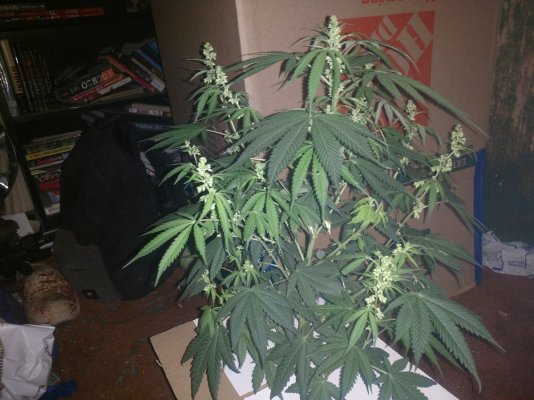 Indoor Seed Crackin' 2018