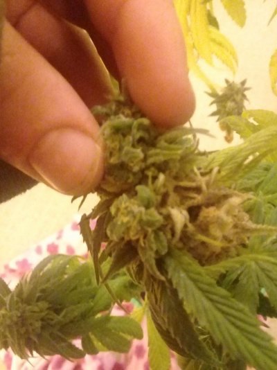 Clones Unrooted