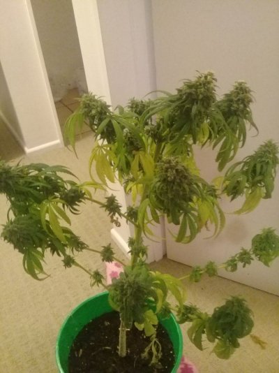 Clones Unrooted
