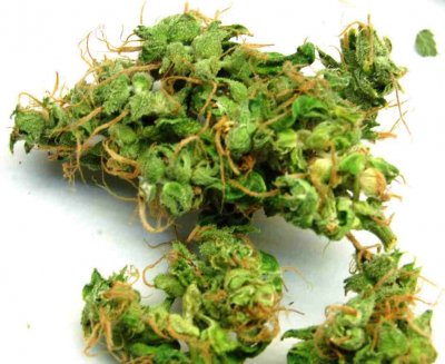 ogiesel macro just chopped shots