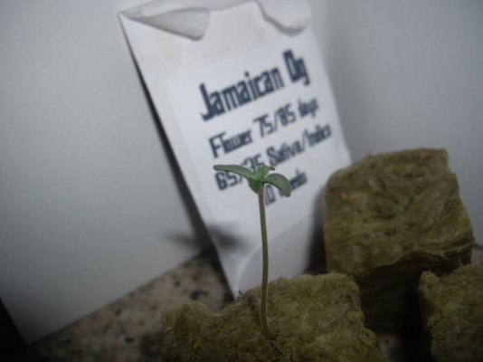 cali-connection-jamaican-og-grow-3.jpg