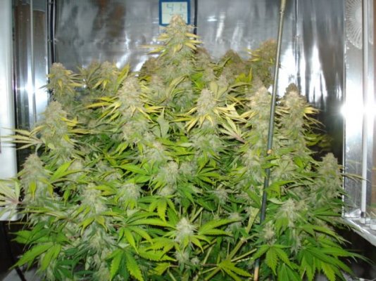 SweetSeeds IceCool 43rd day flowered 002.jpg