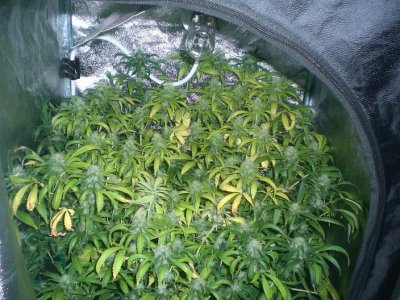Out Law OG
