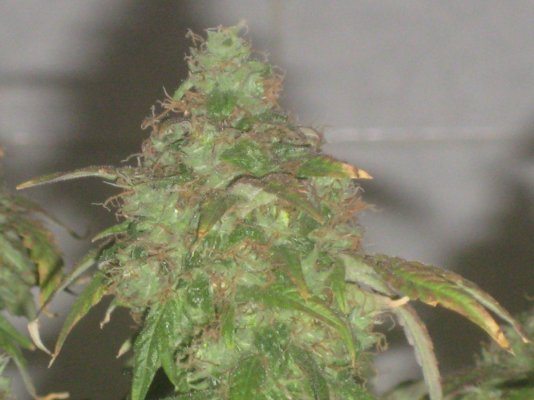 raz harvest day62 a.JPG