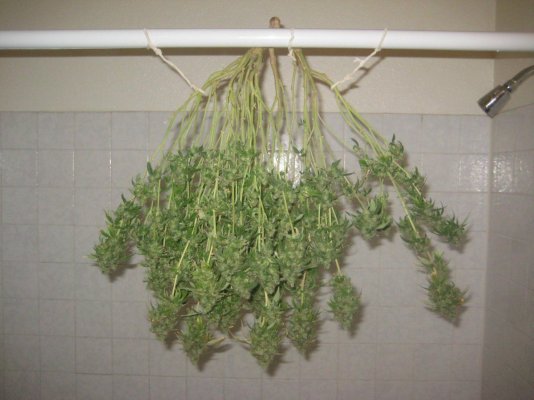raz harvest day62 c.jpg