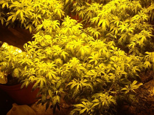 Cali Connection Chem Reaper Grow