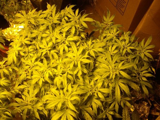 Cali Connection Chem Reaper Grow