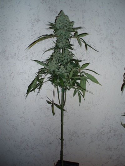 6-30-10 008.jpg