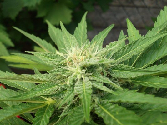 my-garden-004.jpg