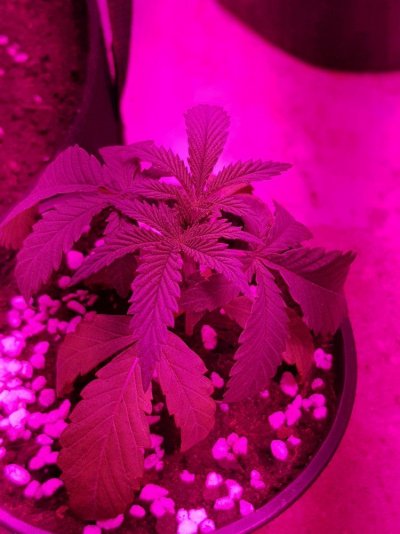 16-day-skywalker-og--claw-stunted-help-2.jpg