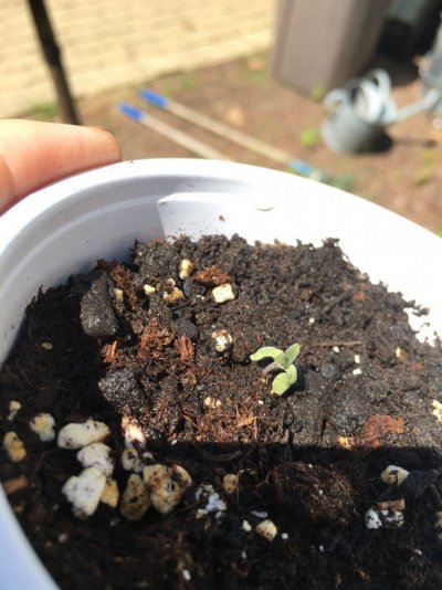 Yet Another Thread About Seeds Dying.  Im Too Lazy To Use Search Function
