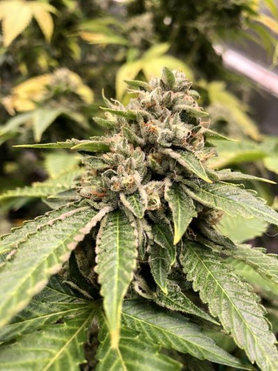 casper-og-day-48.jpeg