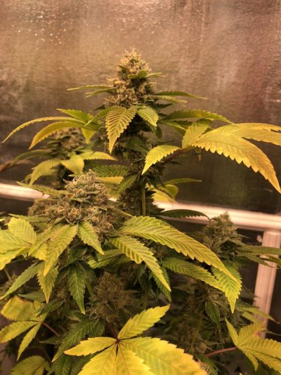 Casper Og Day 48