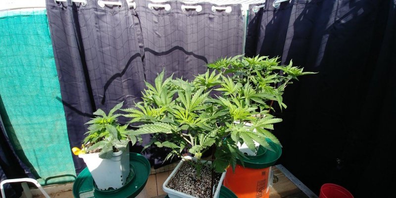 Greenhouse 2.jpg