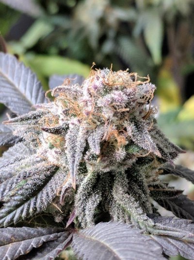deep-thoughts-with-thriv3-organic-and-not-organic-grow-stuff-3.jpg