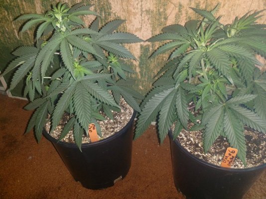 Indoor Seed Crackin' 2018