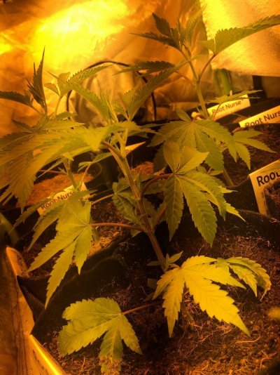 please-explain-this-plant-structure-2.jpg