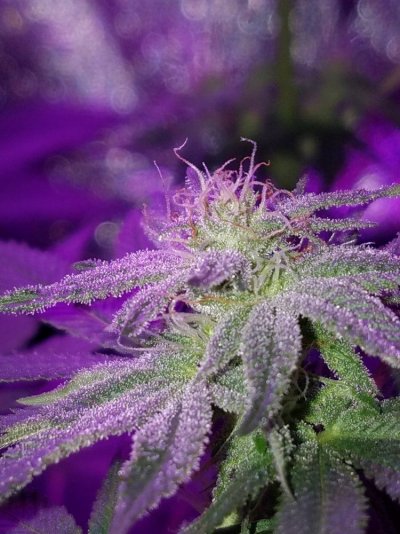my-first-grow.jpg
