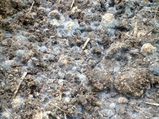 Breed Your Own Mycorrhizae