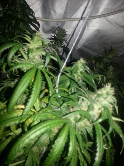 multiple-strain-grow-need-help-please-6.jpg