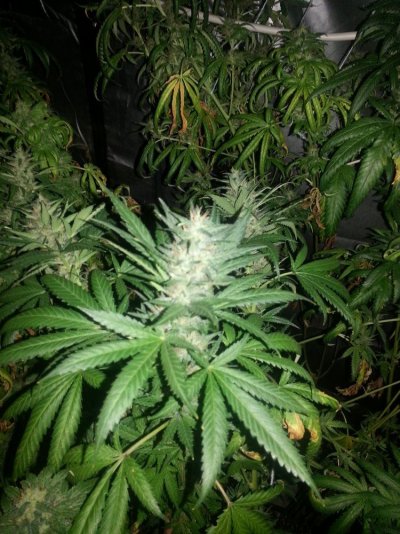 multiple-strain-grow-need-help-please-11.jpg