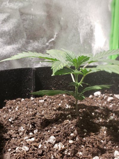 how-do-these-gorilla-glue-autos-look-5.jpg