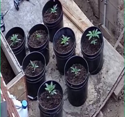 First Grow. Need Help With Dwc