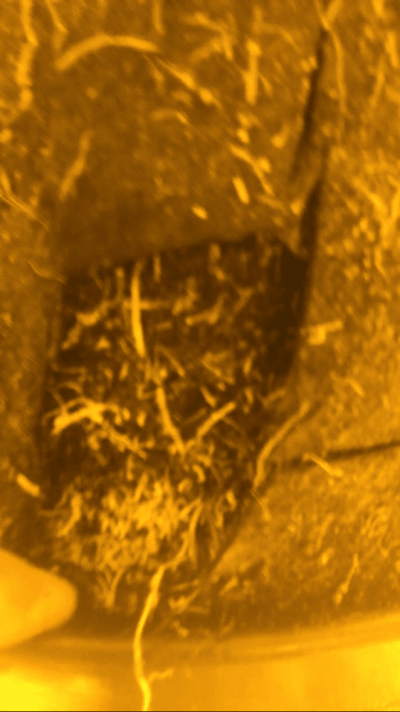 too-many-roots-in-a-6-gallon-smart-pot-help-3.png