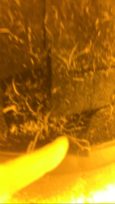 too-many-roots-in-a-6-gallon-smart-pot-help-7.png