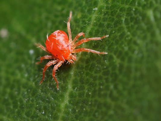 Pet Spiders On The Prowl And Spider Mite Sighting