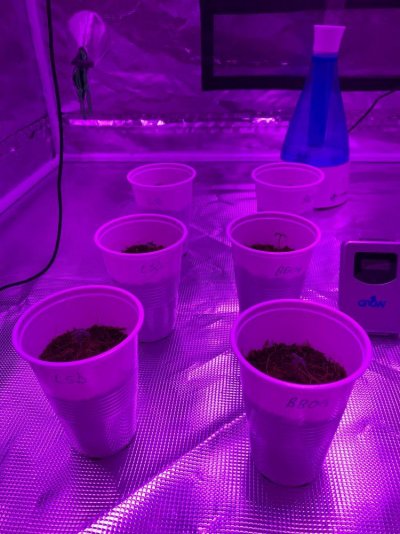 What’s That Saying?...you Can Lead A Sprout To Water But You Can’t Make It Drink...?