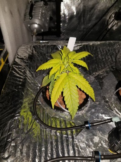 Adding Additional Micronutrients To Jacks 321