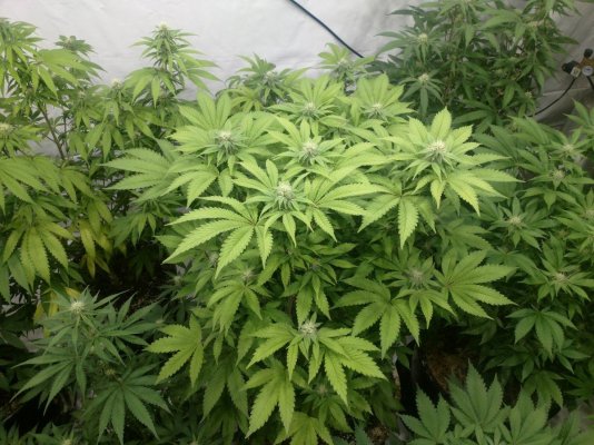 Indoor Seed Crackin' 2018